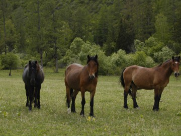 Белуха (Алтай) восхождение фотоальбом, май 2012