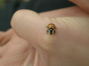 Белуха (Алтай) восхождение фотоальбом, май 2012