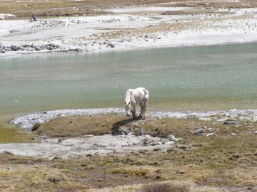 Белуха (Алтай) восхождение фотоальбом, май 2012