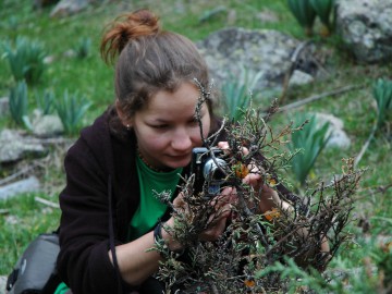 Дугоба альпсборы (Памиро-Алай) фото, май 2011