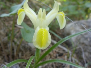 Дугоба альпсборы (Памиро-Алай) фото, май 2011