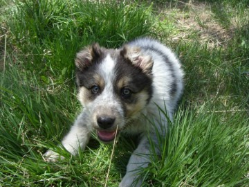 Дугоба альпсборы (Памиро-Алай) фото, май 2011