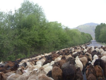 Дугоба альпсборы (Памиро-Алай) фото, май 2011