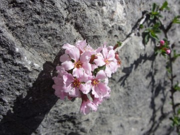 Дугоба альпсборы (Памиро-Алай) фото, май 2011