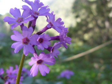 Дугоба альпсборы (Памиро-Алай) фото, май 2011