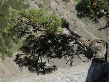 Дугоба (Памир) альпсборы фото, июль-август 2012