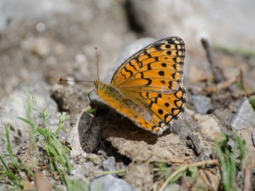 Дугоба (Памир) альпсборы фото, июль-август 2012