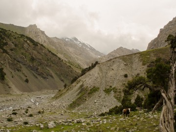 Дугоба (Памир) альпсборы фото, июль-август 2012