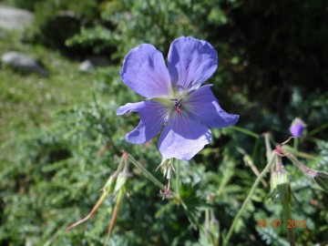 Дугоба (Памир) альпсборы фото, июль-август 2012
