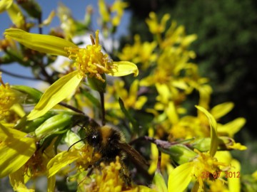 Дугоба (Памир) альпсборы фото, июль-август 2012