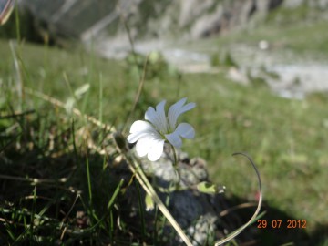 Дугоба (Памир) альпсборы фото, июль-август 2012