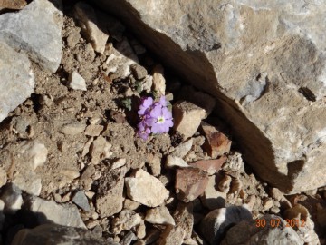 Дугоба (Памир) альпсборы фото, июль-август 2012