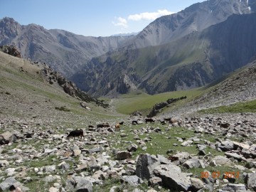 Дугоба (Памир) альпсборы фото, июль-август 2012