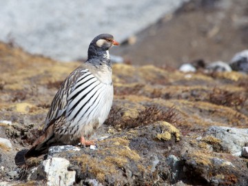 Айленд Пик восхождение (Гималаи, Непал), ноябрь 2011