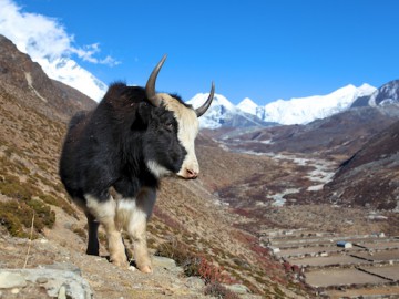 Айленд Пик восхождение (Гималаи, Непал), ноябрь 2011