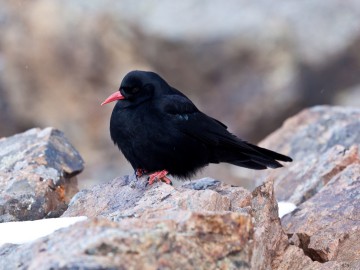 Туюк-Су альпсборы (Тянь-Шань) фото, январь 2012