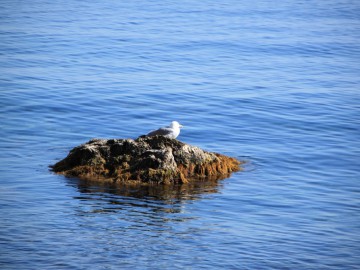 Крым (Судак) альпсборы фото, октябрь 2012