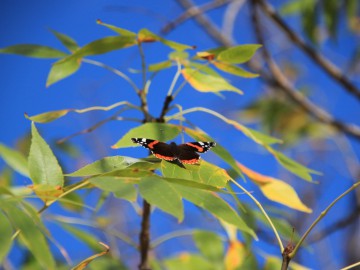 Крым (Судак) альпсборы фото, октябрь 2012