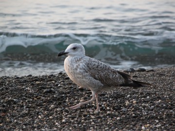 Крым (Судак) альпсборы фото, октябрь 2012