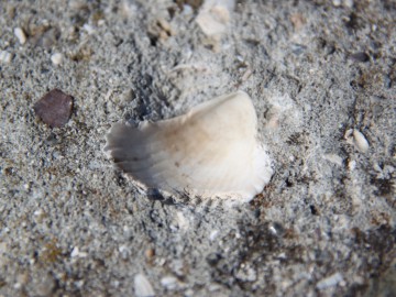 Крым (Судак) альпсборы фото, октябрь 2012