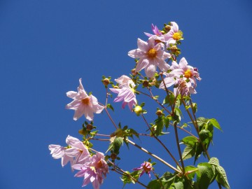 Восхождение на Айленд Пик (Гималаи, Непал) фото, ноябрь 2012