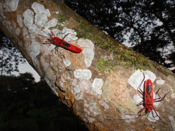 Восхождение на Айленд Пик (Гималаи, Непал) фото, ноябрь 2012