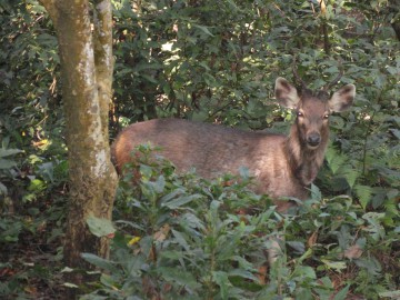 Восхождение на Айленд Пик (Гималаи, Непал) фото, ноябрь 2012