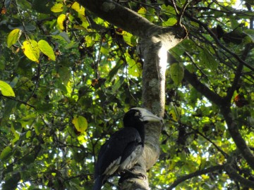 Восхождение на Айленд Пик (Гималаи, Непал) фото, ноябрь 2012