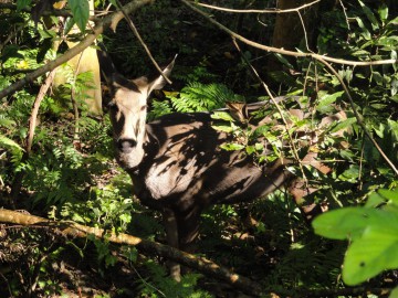 Восхождение на Айленд Пик (Гималаи, Непал) фото, ноябрь 2012