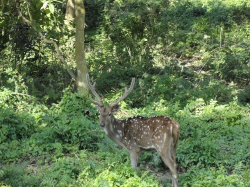 Восхождение на Айленд Пик (Гималаи, Непал) фото, ноябрь 2012