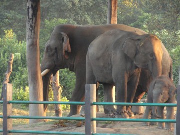 Восхождение на Айленд Пик (Гималаи, Непал) фото, ноябрь 2012