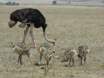 Килиманджаро восхождение, сафари, Занзибар (Африка), 2012