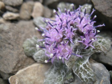 Lenin Peak (Pamir) expedition photos, August-September 2012