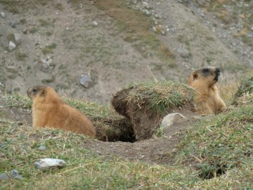 Lenin Peak (Pamir) expedition photos, August-September 2012