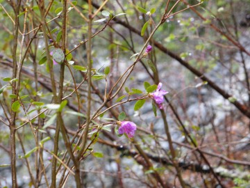 Алтай, май 2013. Красоты Алтая