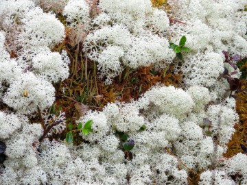 Алтай, май 2013. Красоты Алтая