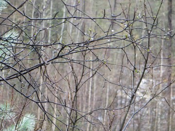 Алтай, май 2013. Красоты Алтая