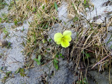 Алтай, май 2013. Красоты Алтая