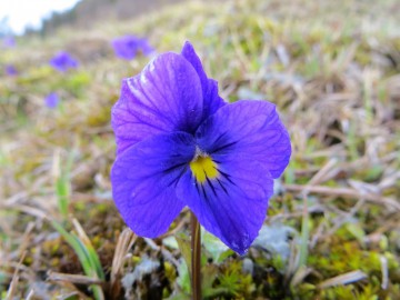 Алтай, май 2013. Красоты Алтая