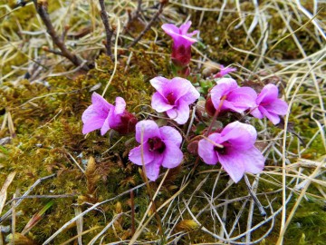 Алтай, май 2013. Красоты Алтая