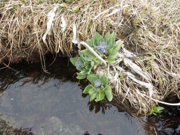 Алтай, май 2013. Красоты Алтая