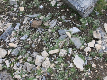 Дугоба (Памиро-Алай), август 2013