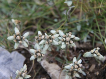 Дугоба (Памиро-Алай), август 2013