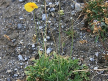 Дугоба (Памиро-Алай), август 2013