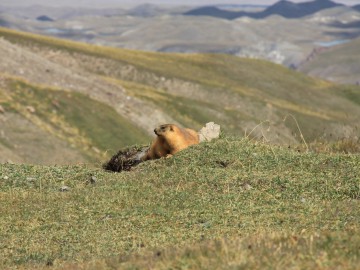 Пик Ленина (Памир), август 2013