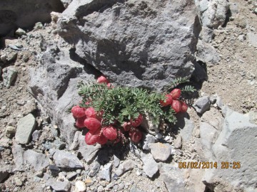 Восхождение на Аконкагуа (Анды, Южная Америка), февраль 2014
