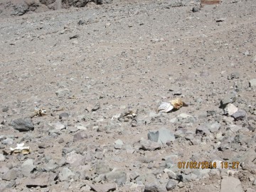 Восхождение на Аконкагуа (Анды, Южная Америка), февраль 2014