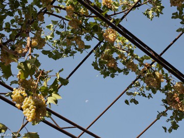 Пик Коммунизма, пик Корженевской фото, июль-август 2008